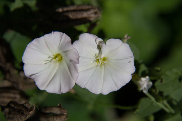 istock white flowers in a garden 1256753419