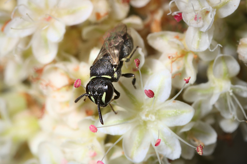 View of a single European paper wasp (Polistes Dominula) on wild carrot (Daucus Carota)