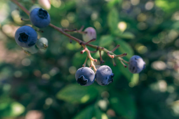 istock Some blueberries on a branch at the forest close up shot 1256754281