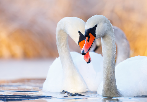 Swans in the morning on a slightly frozen pond in the Kampinos National Park