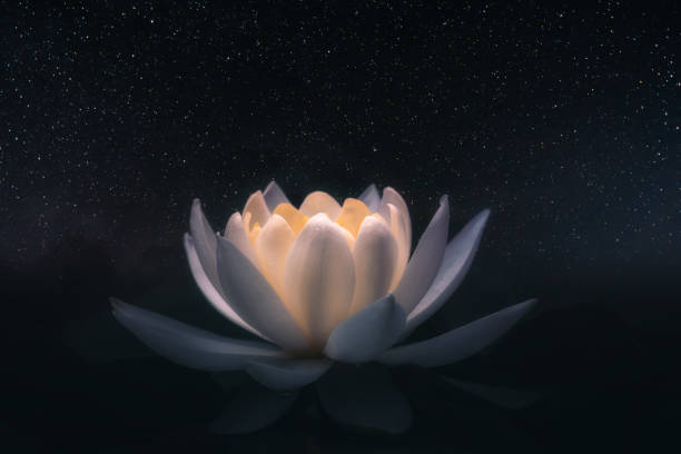 istock White lotus flower or water lily selective focus 1256754401