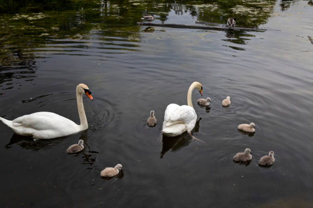 istock Mute Swan. children with parents 1256755293