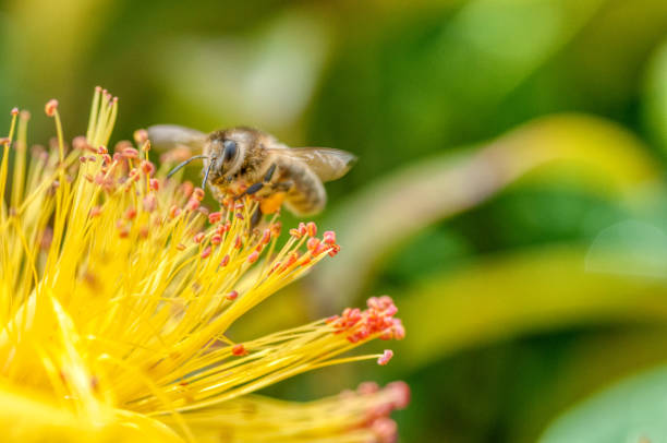 istock worker bee carrying pollen from flower to flower while collecting nectar in a garden 1256755300