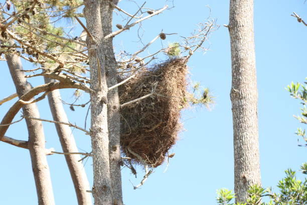 istock Stork nest built on top of a pine tree 1256755304