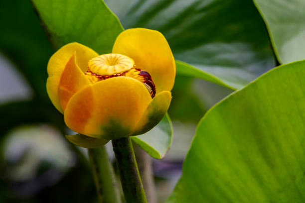 istock Nuphar lutea - Yellow Hardy Water Lily 1256755332