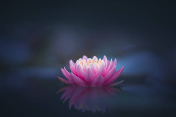 istock Pink lotus flower or water lily selective focus 1256755472