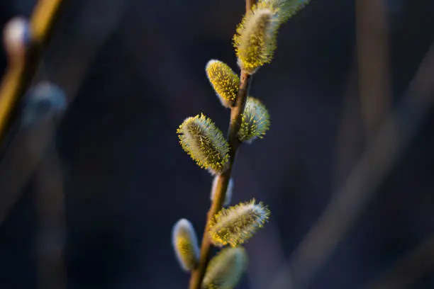 Macro shot of blossoming pussy-willow with forest background. The first signs of spring expressions: opening willow-catkins. Twigs of willow. Pussy willow.