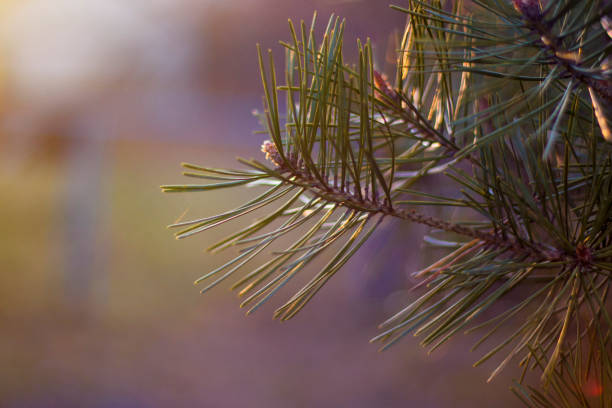 Lush pine tree branch closeup at sunset. Selective focus