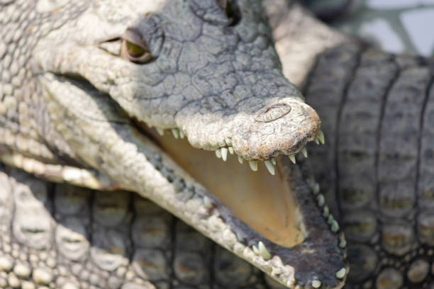 istock crocodile's mouth close-up 1256756317