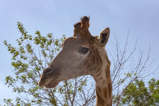 Giraffe's head looks at us against tree background