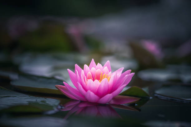 istock Pink lotus flower or water lily selective focus 1256756367