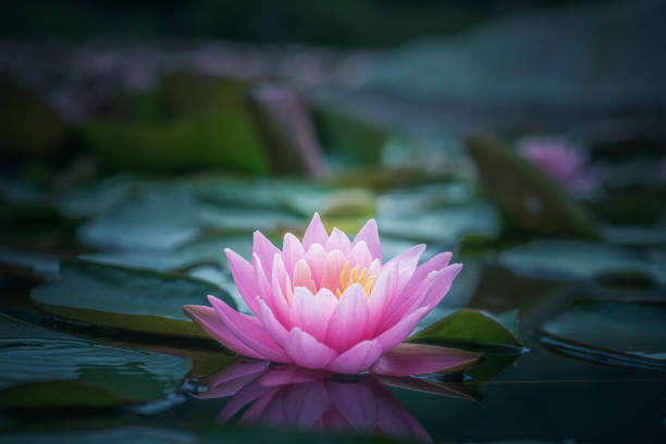 istock Pink lotus flower or water lily selective focus 1256756368