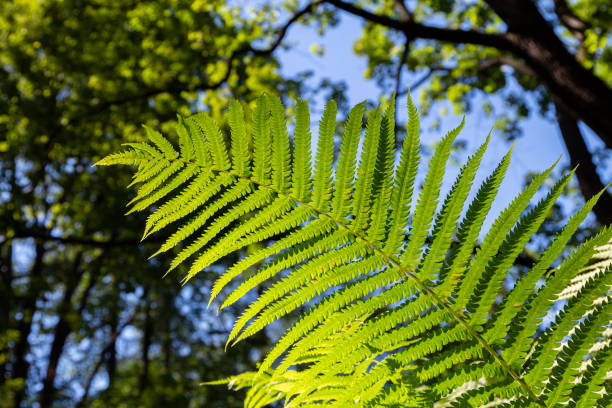 istock Fern branch bottom view. Crowns of trees and blue sky 1256756421