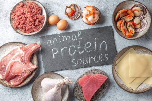 istock Animal protein sources background with copy space. Carnivore diet concept. Meat, cheese, fish, eggs and seafood 1256757320