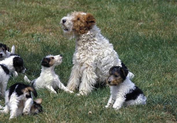 istock Wire-Haired Fox Terrier, Mother and Pup 1256757361