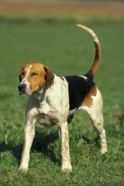istock English Foxhound Dog standing on Grass 1256757363