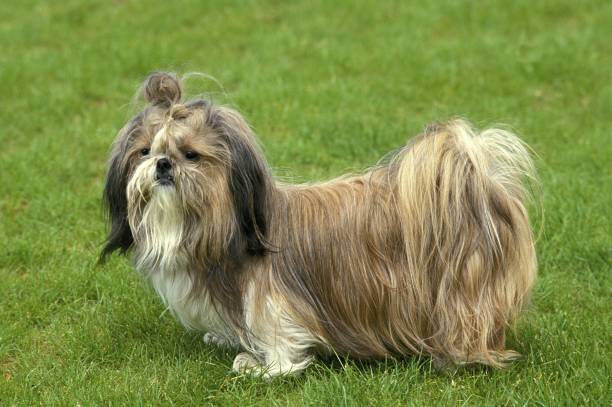 istock Shi Tzu Dog standing on Lawn 1256757390