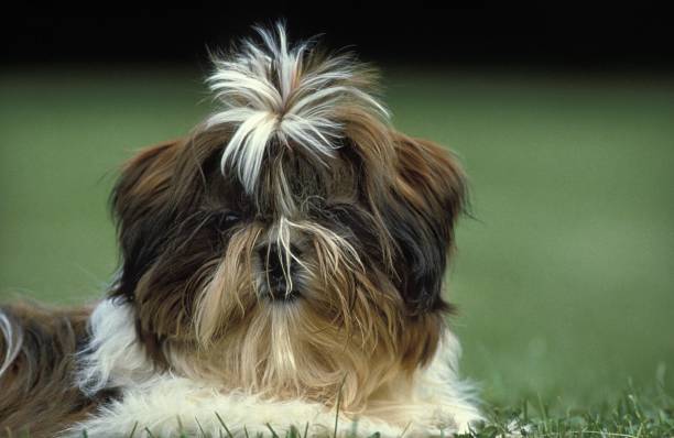 istock Shi Tzu Dog, Pup laying on Lawn 1256757399
