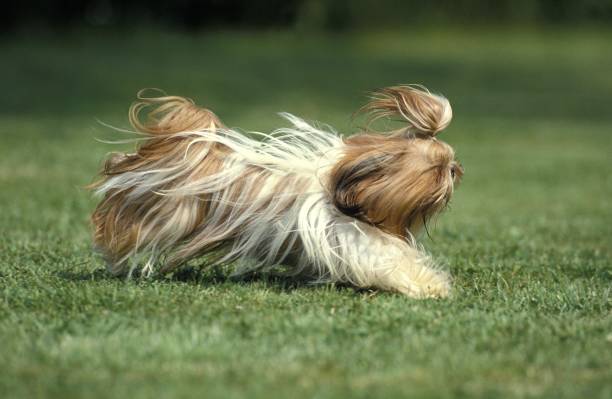 istock Shi Tzu Dog running on Grass 1256757404