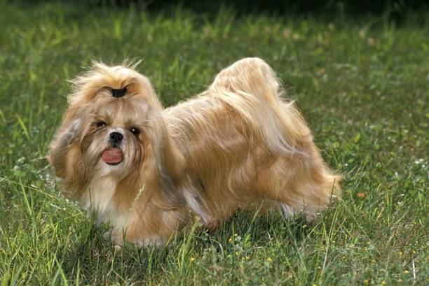 istock Shi Tzu Dog standing on Lawn 1256757410