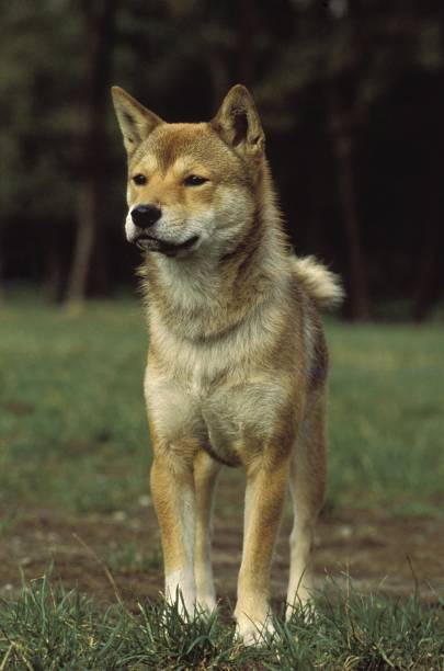 istock Shiba Inu Dog standing on Grass 1256757415