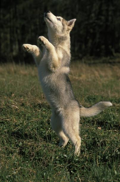 istock Siberian Husky Dog, Young playing, standing on Hind Legs 1256757481