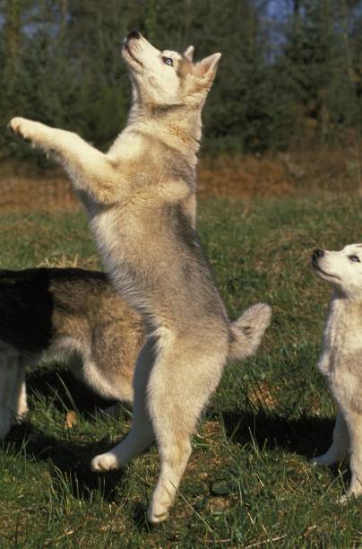 istock Siberian Husky Dog, Young playing, standing on Hind Legs 1256757485