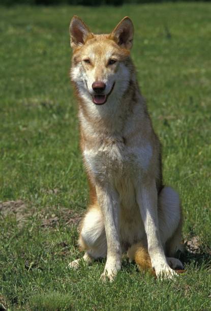 istock Saarloos Wolfhound, Dog Breed from Netherlands 1256757503