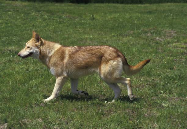 istock Saarloos Wolfhound, Dog Breed from Netherlands 1256757513