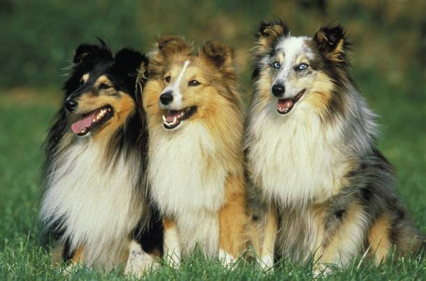 istock Shetland Sheepdog, Adults sitting on Lawn 1256757538