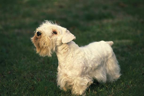 Sealyham Terrier Dog standing on Lawn Sealyham Terrier Dog standing on Lawn sealyham terrier stock pictures, royalty-free photos & images