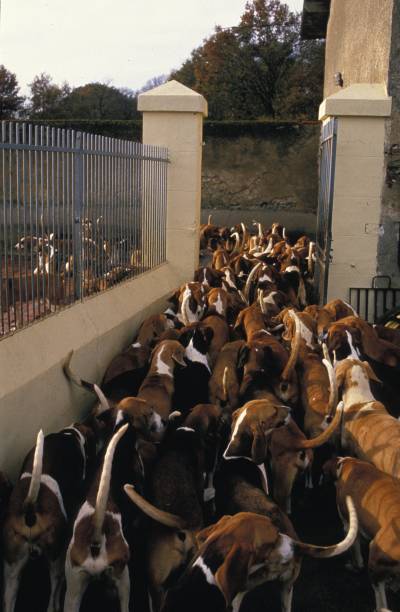istock Poitevin Dog, Pack of Foxhounds 1256757553