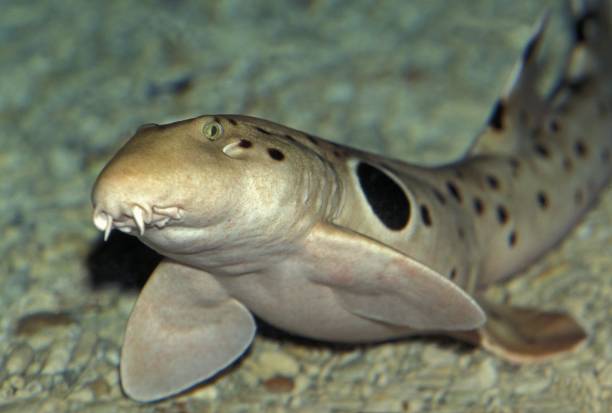 Epaulette Shark, hemiscyllium ocellatum stock photo