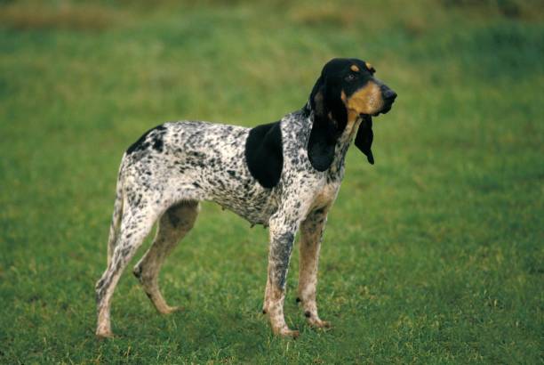 Small Gascon Saintongeois, Female standing on Grass Small Gascon Saintongeois, Female standing on Grass bluetick coonhound stock pictures, royalty-free photos & images