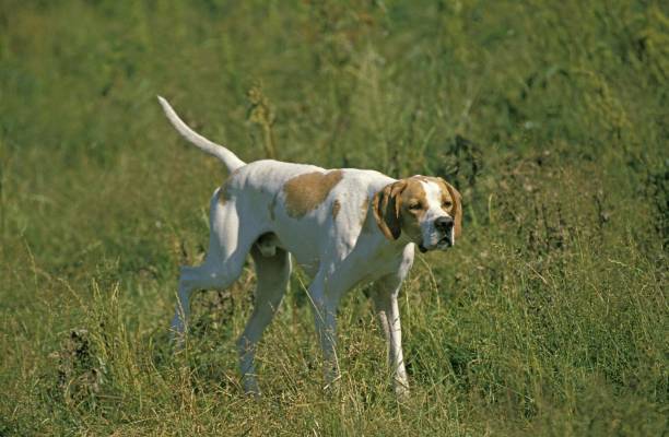 istock Male Pointer Dog standing in Field 1256757710