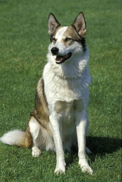istock Siberian Laika Dog, a Breed from Russia 1256757757