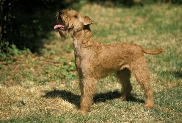 istock Irish Terrier Dog standing on Grass 1256757852