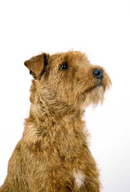 portrét irského teriéra psa na bílém pozadí - irský teriér - stock snímky, obrázky a fotky