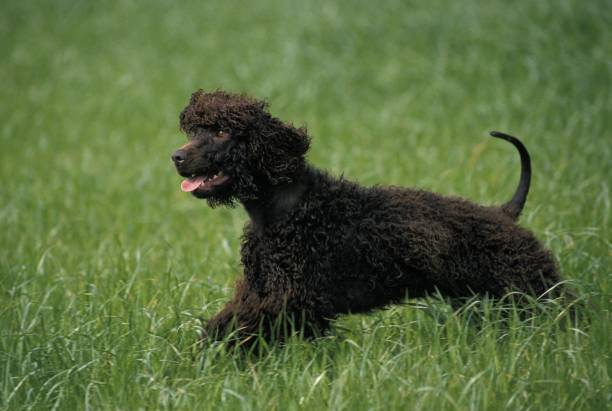 istock Irish Water Spaniel Dog walking on Grass 1256757883