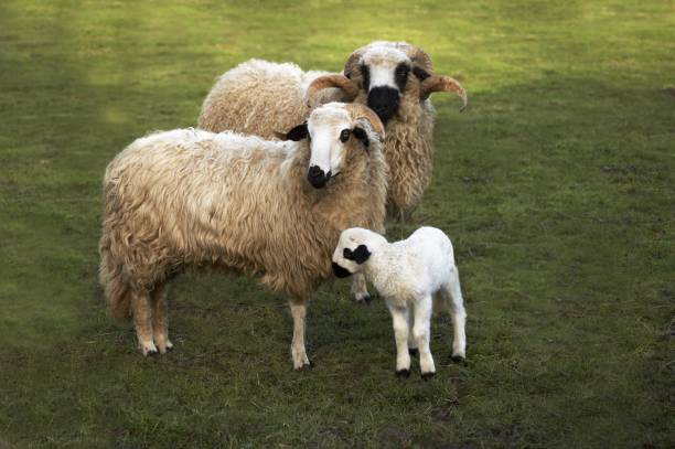 istock Thones and Marthod Domestic Sheep, Ram, Ewe and Lamb 1256757966