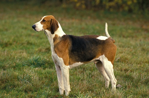 Poitevin Dog, Foxhound Male