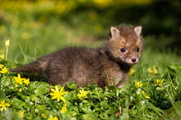 istock Red Fox, vulpes vulpes, Cub with Flowers, Normandy 1256758647