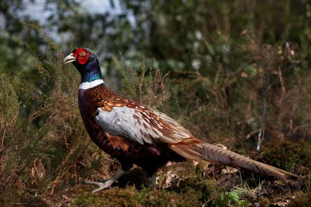 istock Common Pheasant, phasianus colchicus, Male, Normandy 1256758650