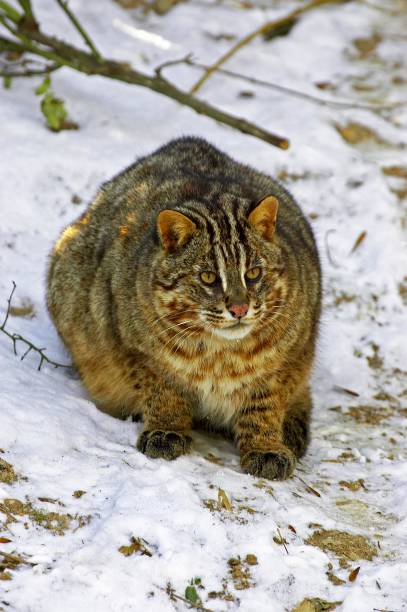 istock Amur Leopard Cat or Siberian Leopard Cat, prionailurus bengalensis euptilura 1256758759
