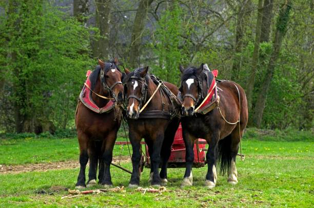 istock Harnessed Cob Normand Draft Horse, French Breed 1256758766