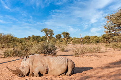 Meeting rhinoceros in Namibia, Africa