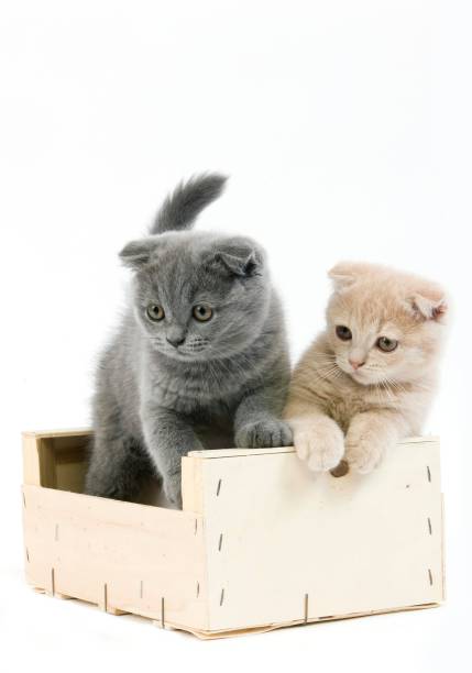 istock Cream Scottish Fold and Blue Scottish Fold Domestic Cat, 2 months old Kittens playing in Crateful against White Background 1256759700