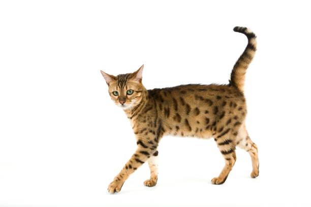 Brown Spotted Tabby Bengal Domestic Cat against White Background