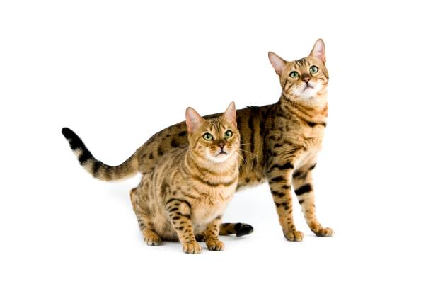 istock Brown Spotted Tabby Bengal Domestic Cat against White Background 1256759739