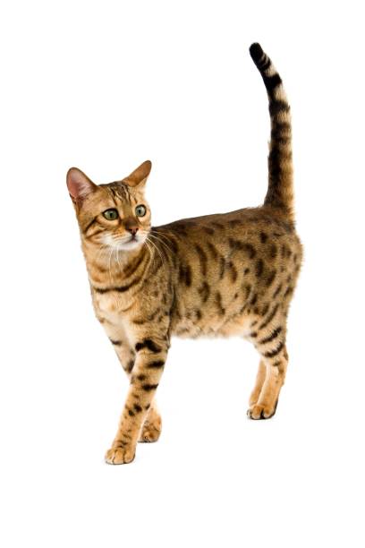 istock Brown Spotted Tabby Bengal Domestic Cat against White Background 1256759753